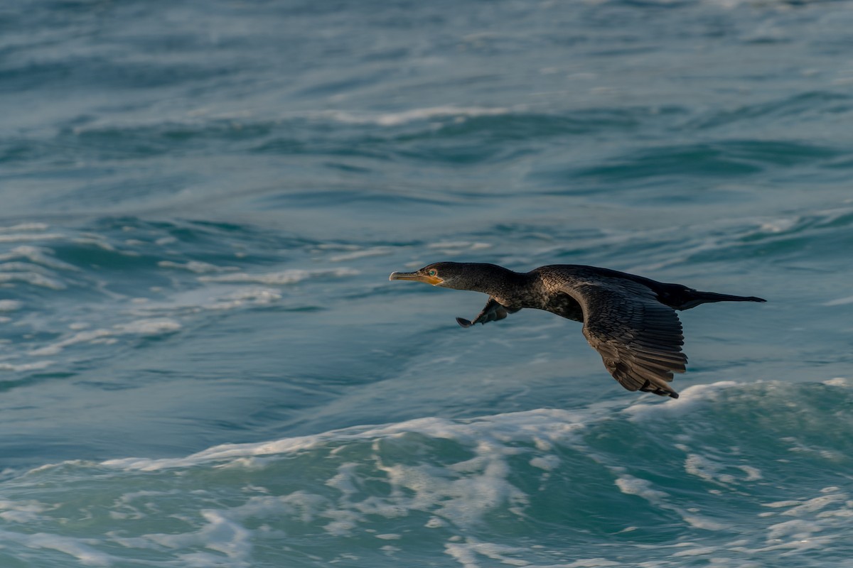 Neotropic Cormorant - ML585613441