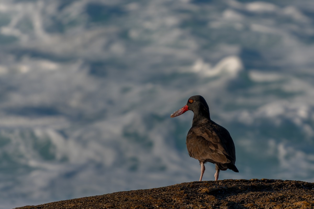 Blackish Oystercatcher - ML585613551