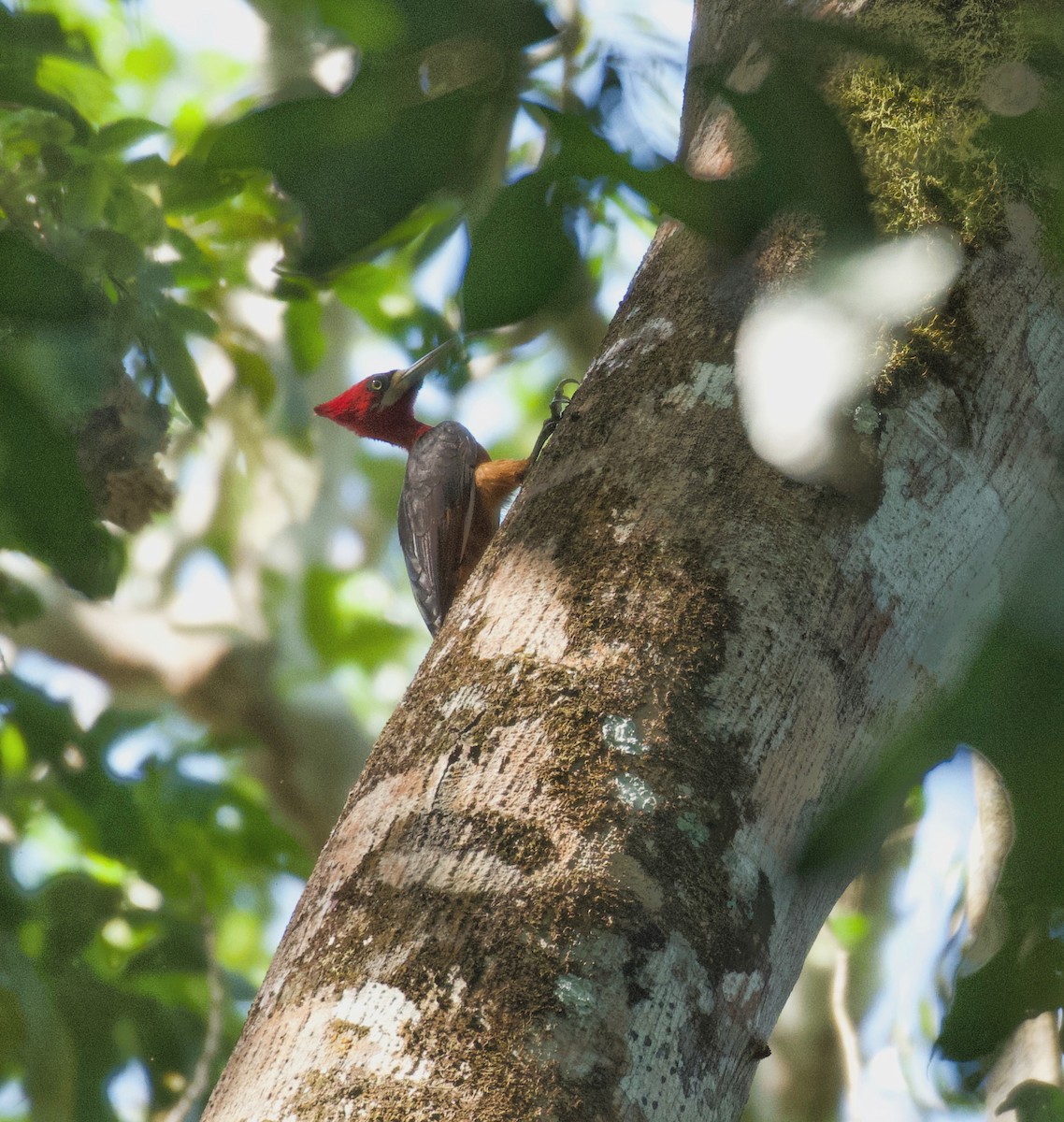 Red-necked Woodpecker - Beto Guido Méndez
