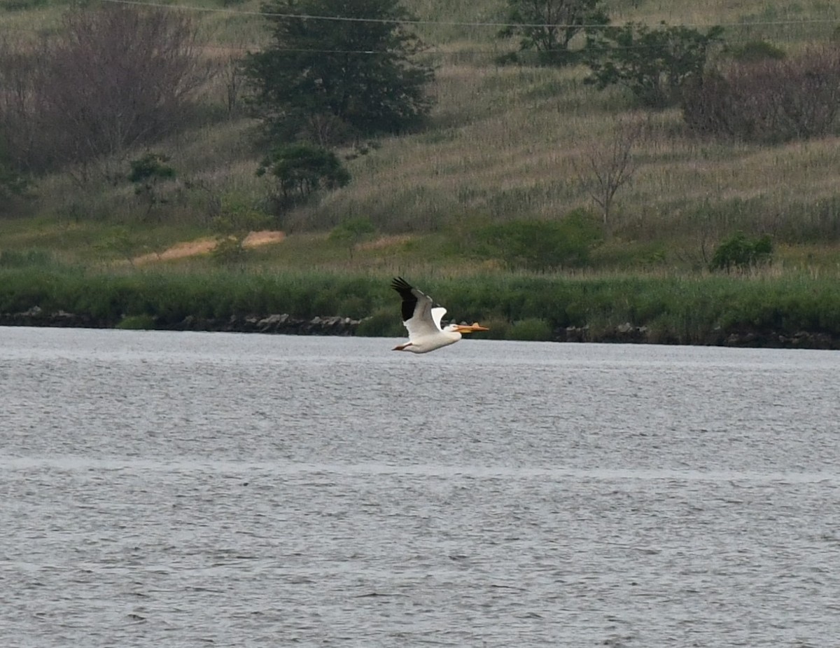 pelikán severoamerický - ML585618081