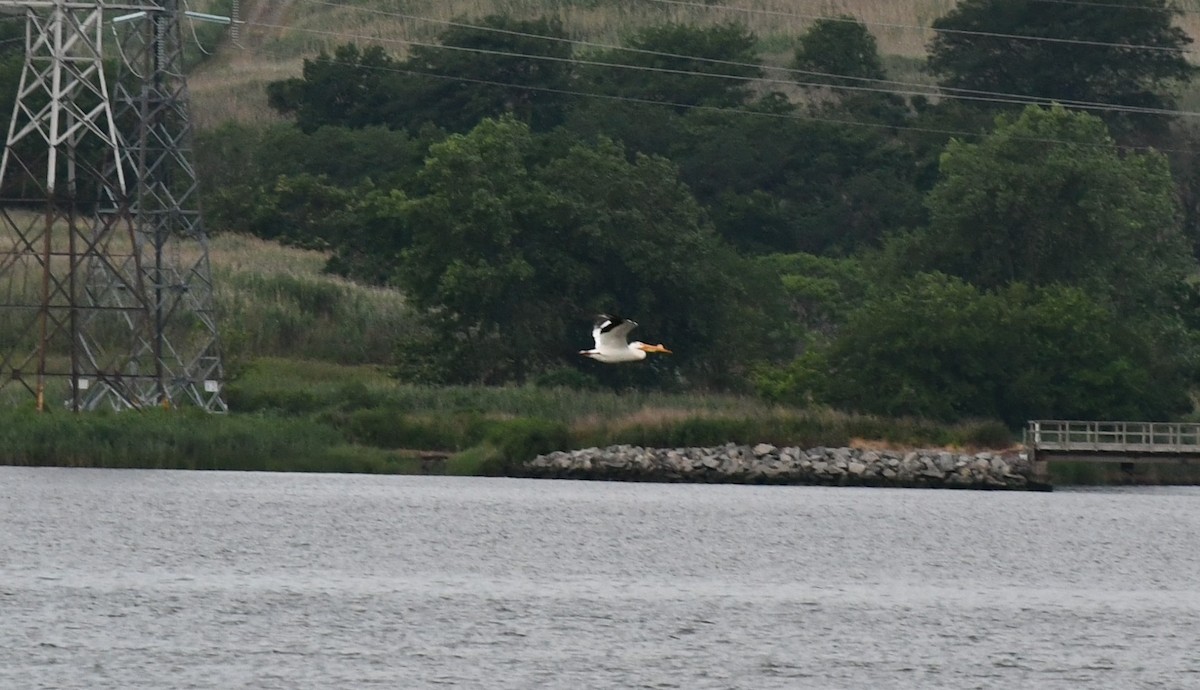 pelikán severoamerický - ML585618121