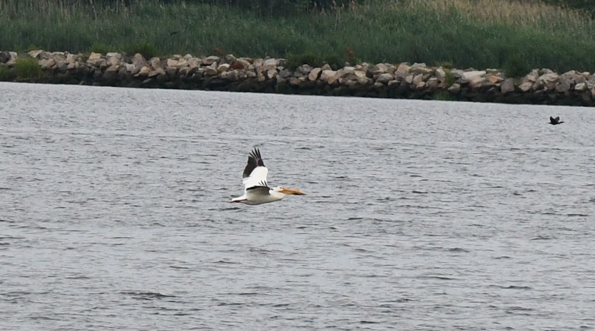 pelikán severoamerický - ML585618161