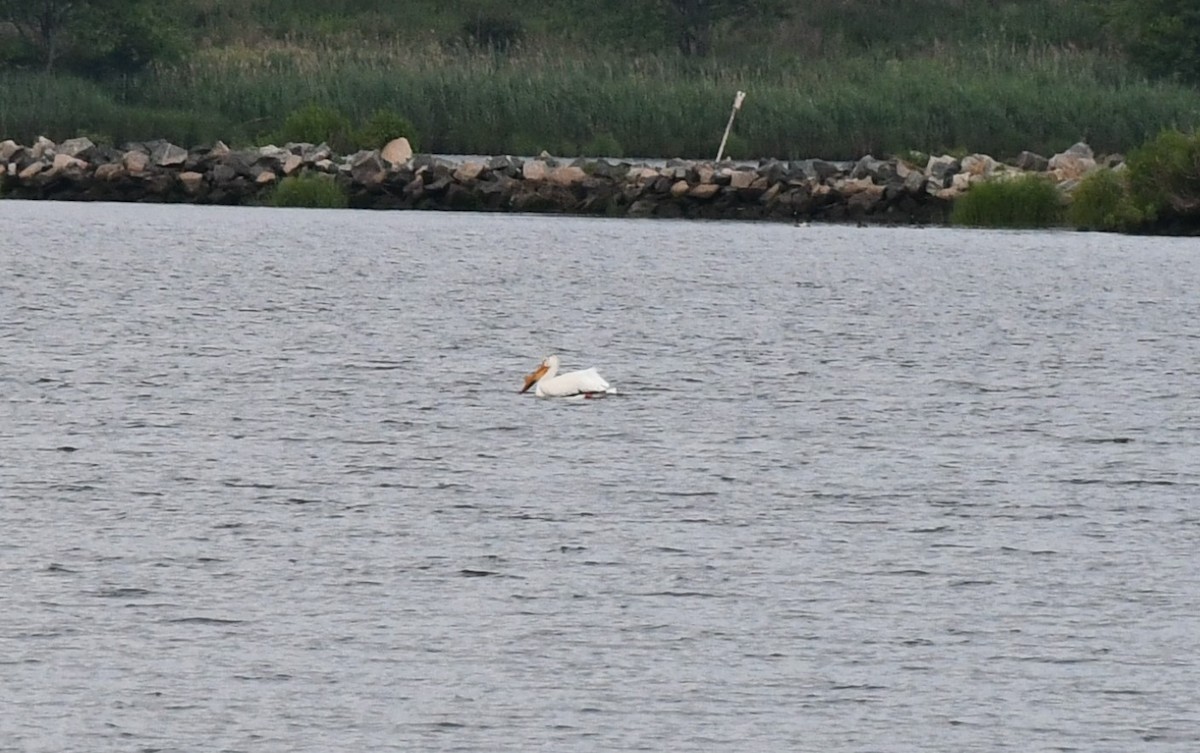 pelikán severoamerický - ML585618291