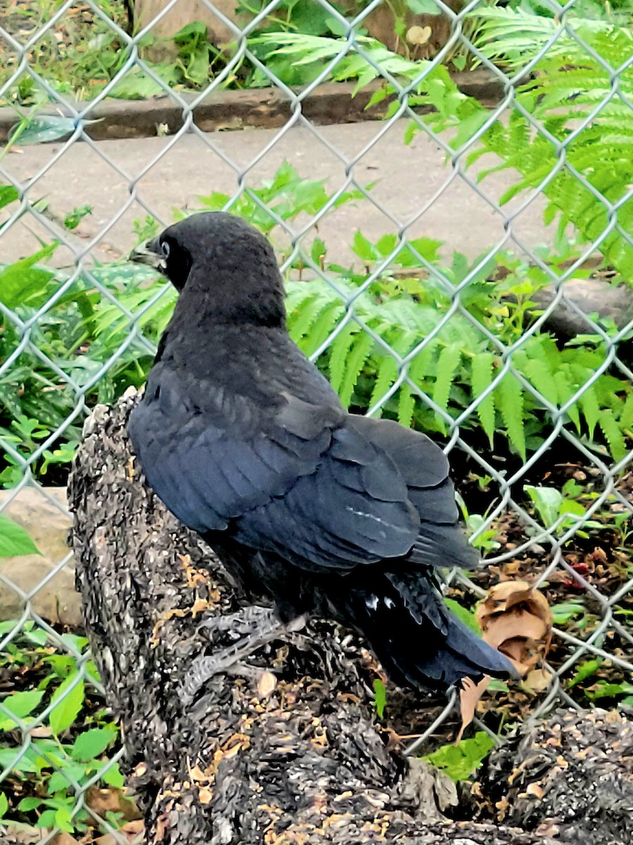 American Crow - ML585618671