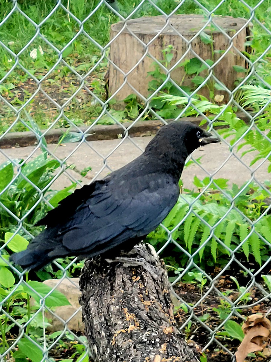 American Crow - ML585618681