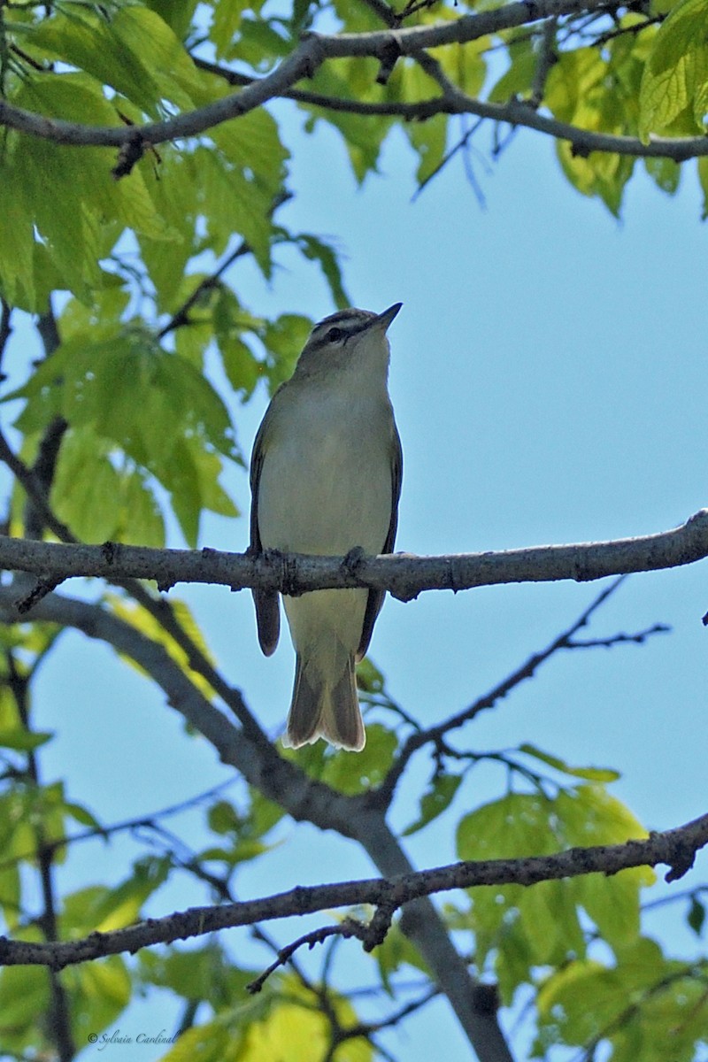 Red-eyed Vireo - Sylvain Cardinal