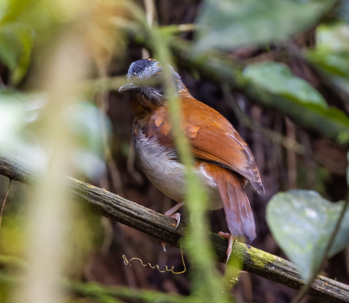 Red-throated Alethe - Carlos Roberto Chavarria