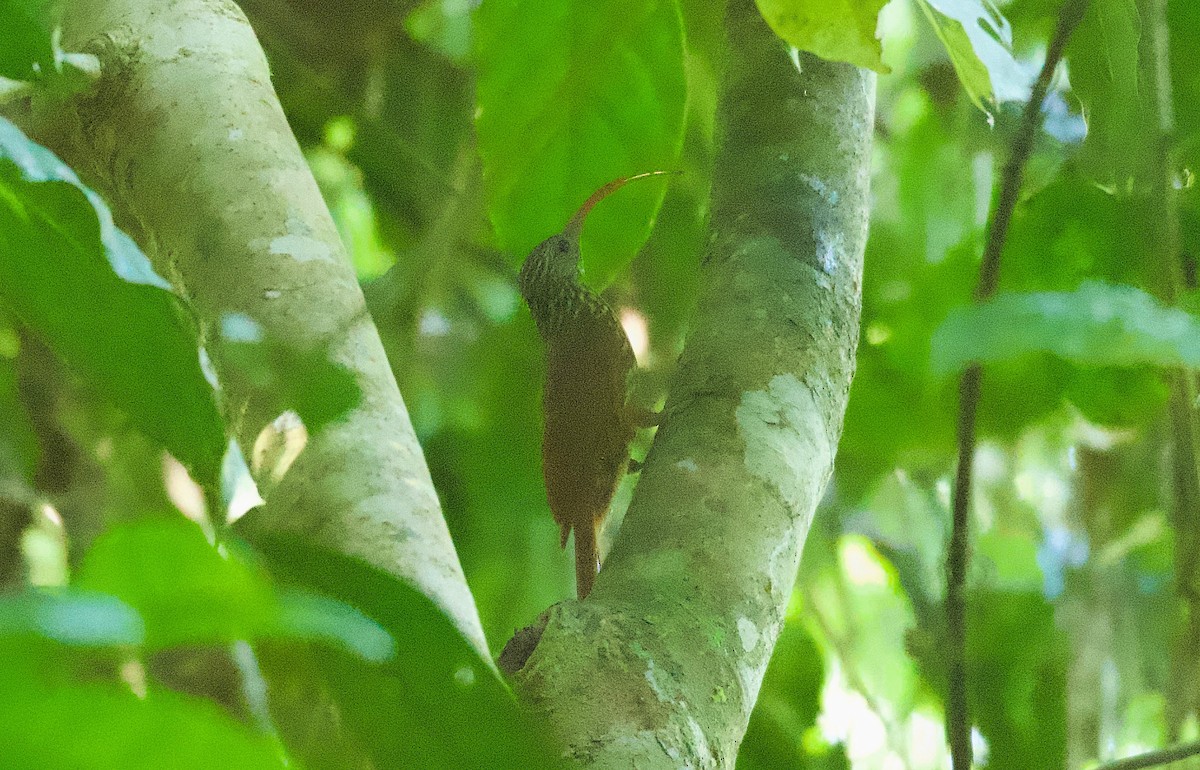 Tapajos Scythebill (Tapajos) - Beto Guido Méndez