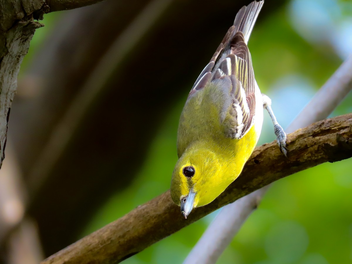 Yellow-throated Vireo - ML585622971