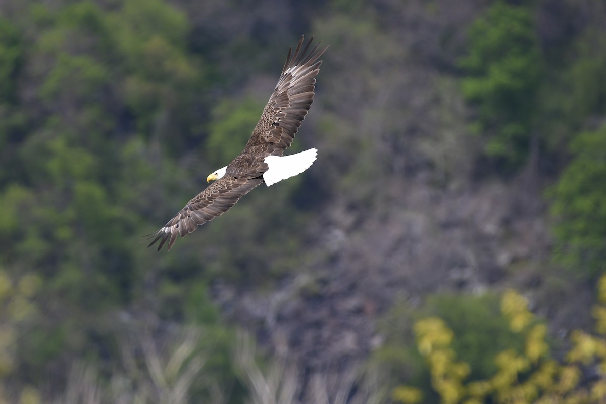 Bald Eagle - ML585624281