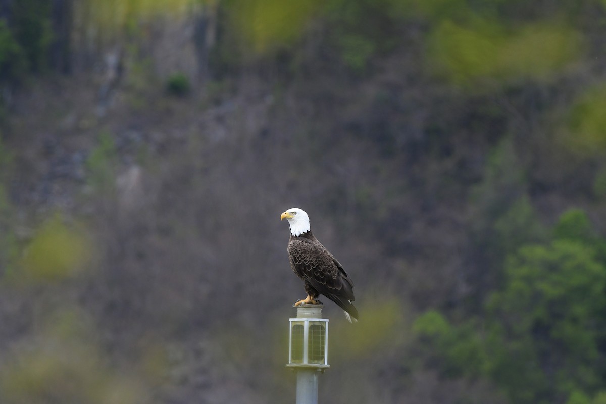 Bald Eagle - ML585624291