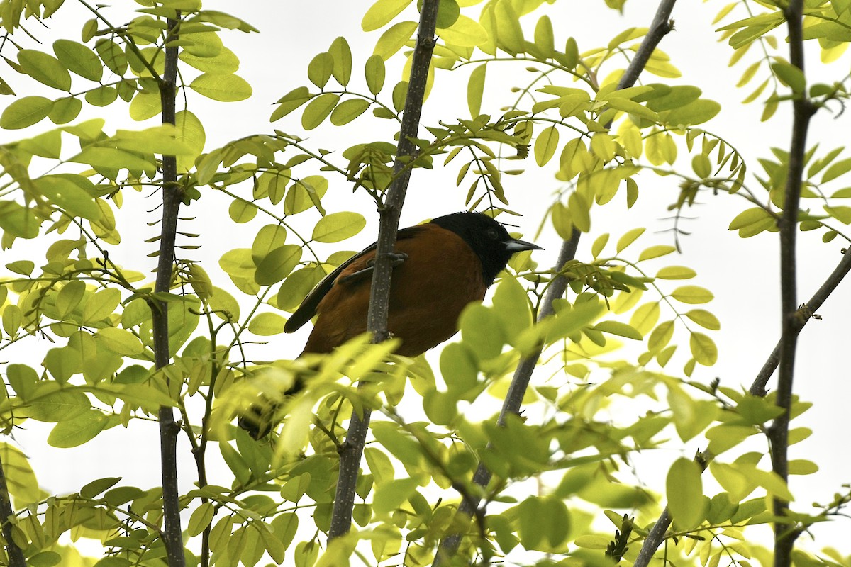 Orchard Oriole - ML585624411