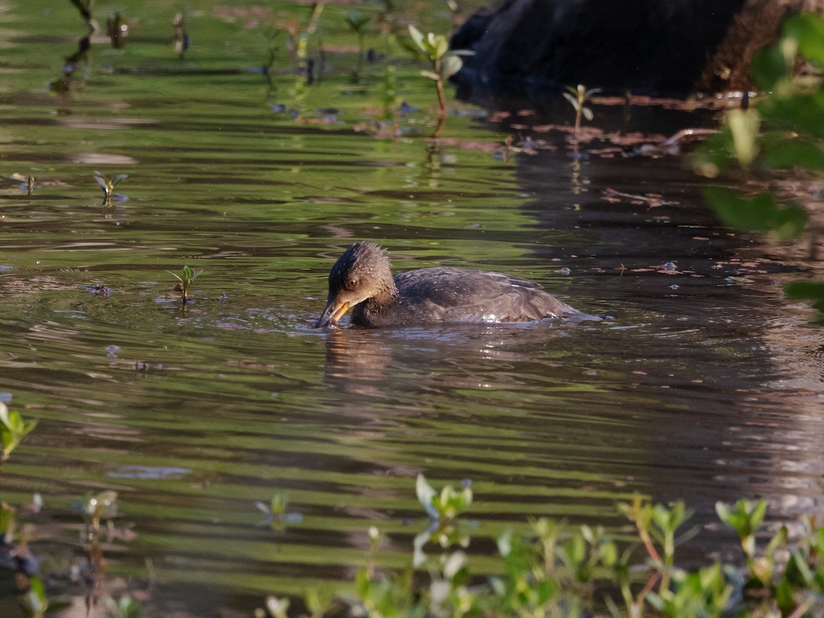 Hooded Merganser - ML585624831