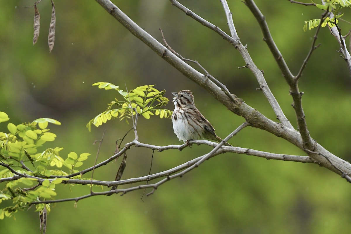 Song Sparrow (melodia/atlantica) - ML585625041