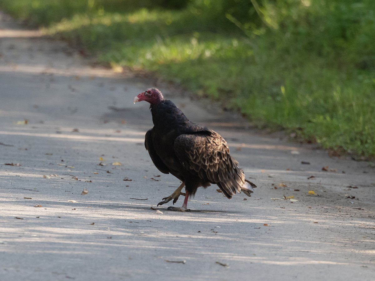 Turkey Vulture - ML585625051