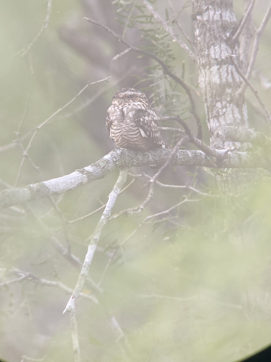 Lesser Nighthawk - ML585625091