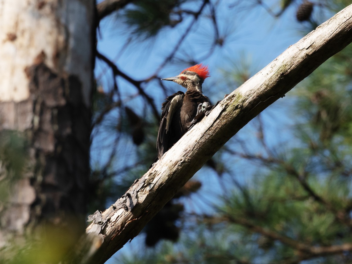 Pileated Woodpecker - David and Judy Smith