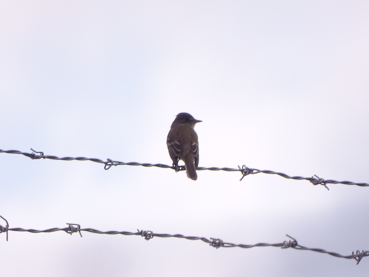 Willow Flycatcher - ML585625551