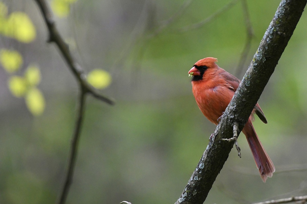 Northern Cardinal (Common) - ML585625621