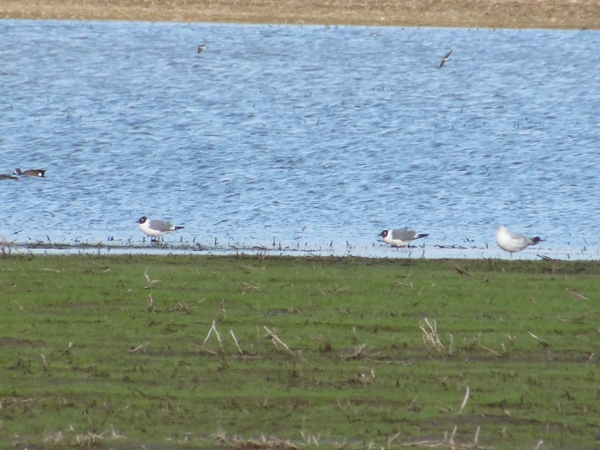 Franklin's Gull - ML58562581