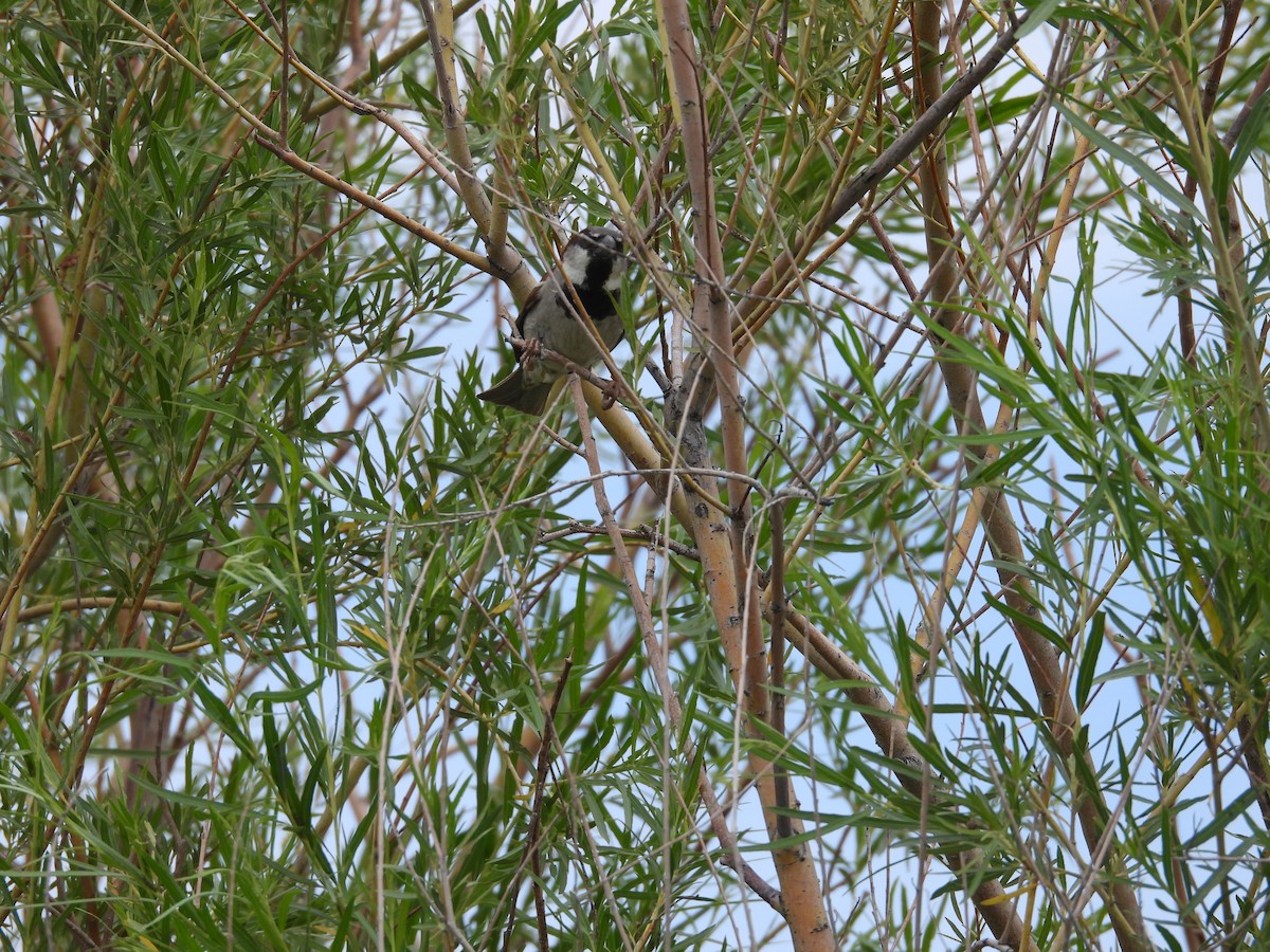 House Sparrow - ML585625821