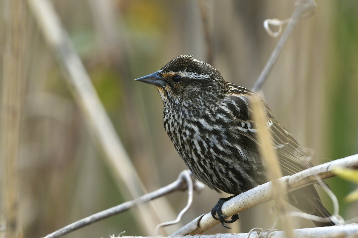 Red-winged Blackbird (Red-winged) - ML585625951