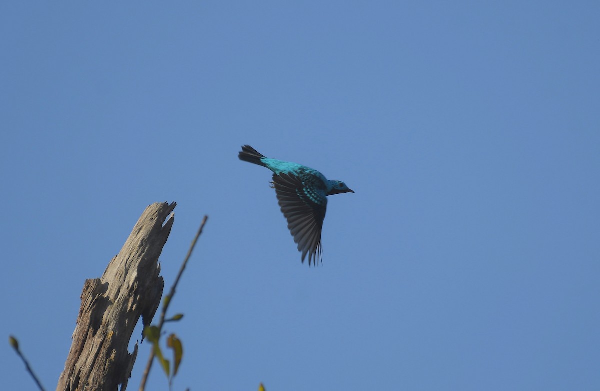 Spangled Cotinga - Beto Guido Méndez