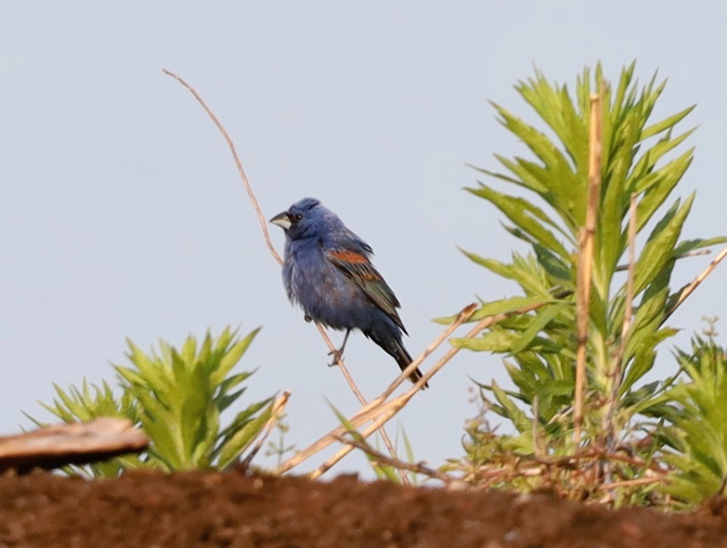 Blue Grosbeak - ML585628931