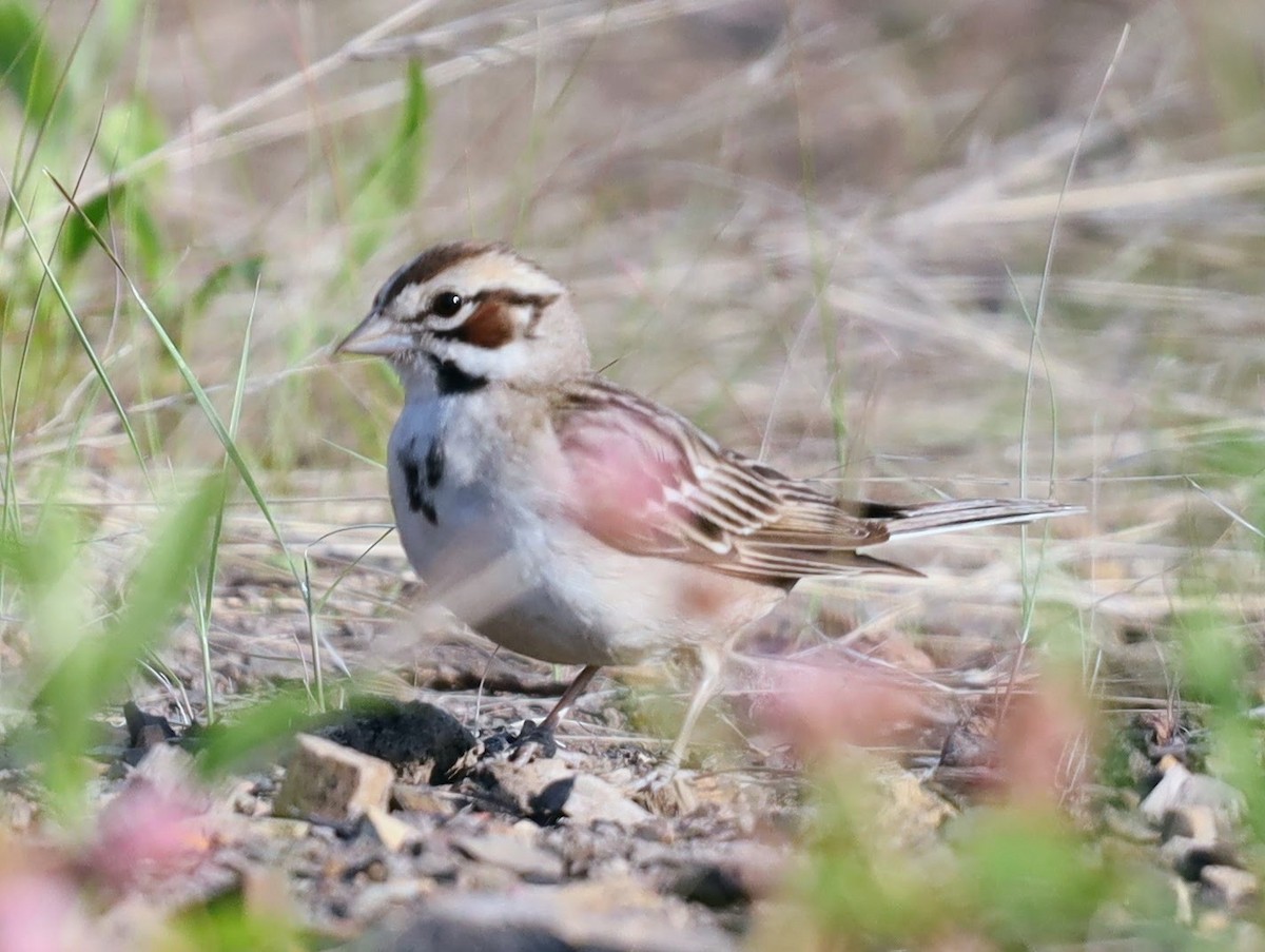 Lark Sparrow - ML585629011