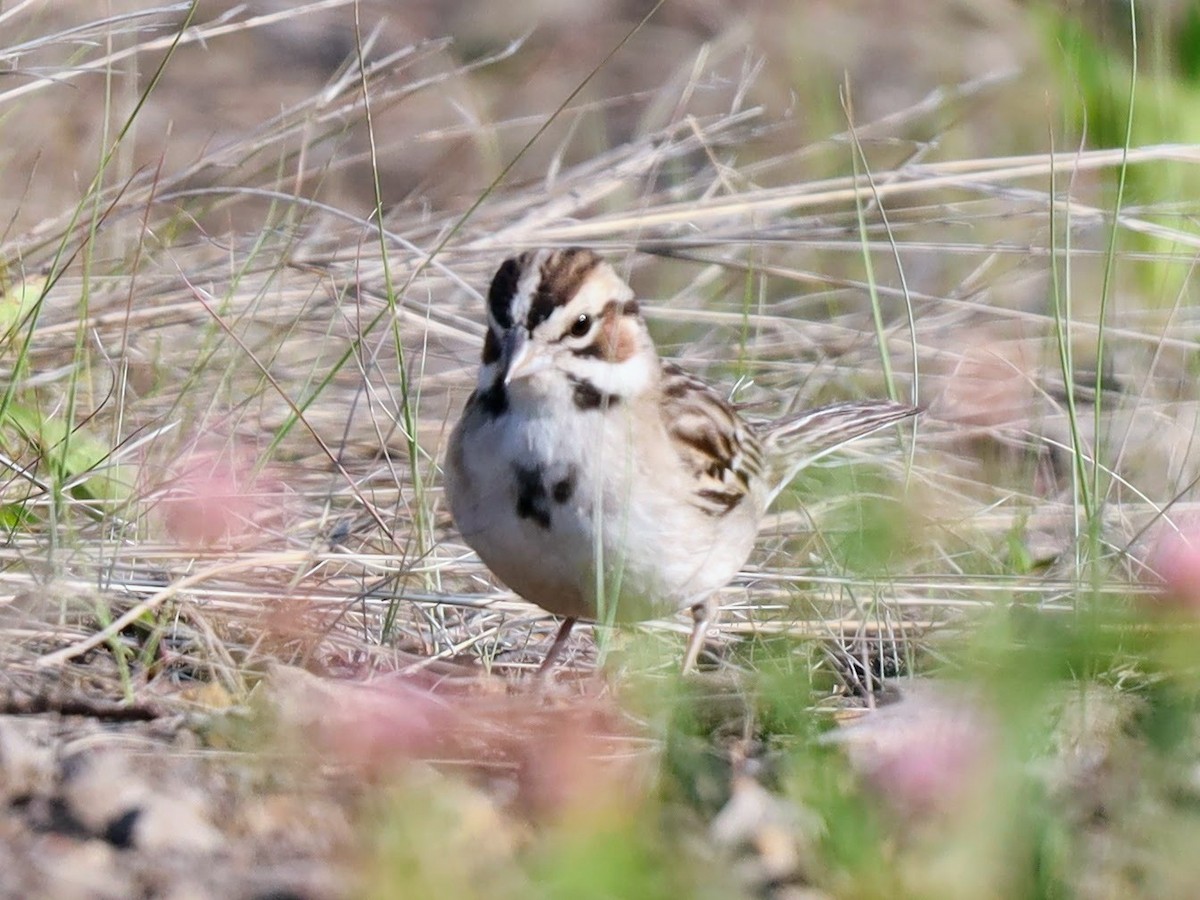 Lark Sparrow - ML585629021