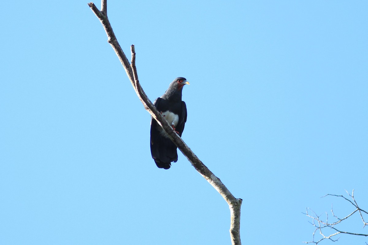 Caracara à gorge rouge - ML585629281