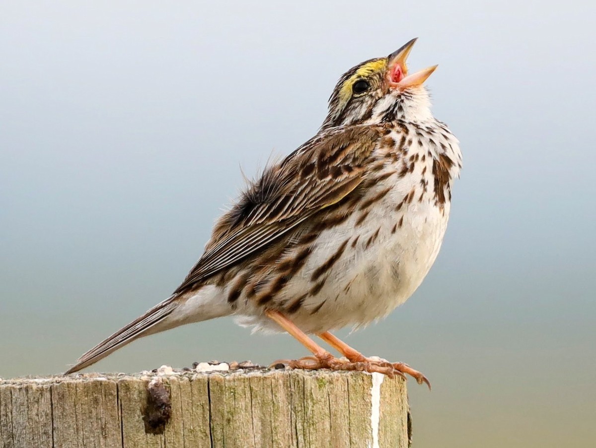 Savannah Sparrow - Josh Yoder