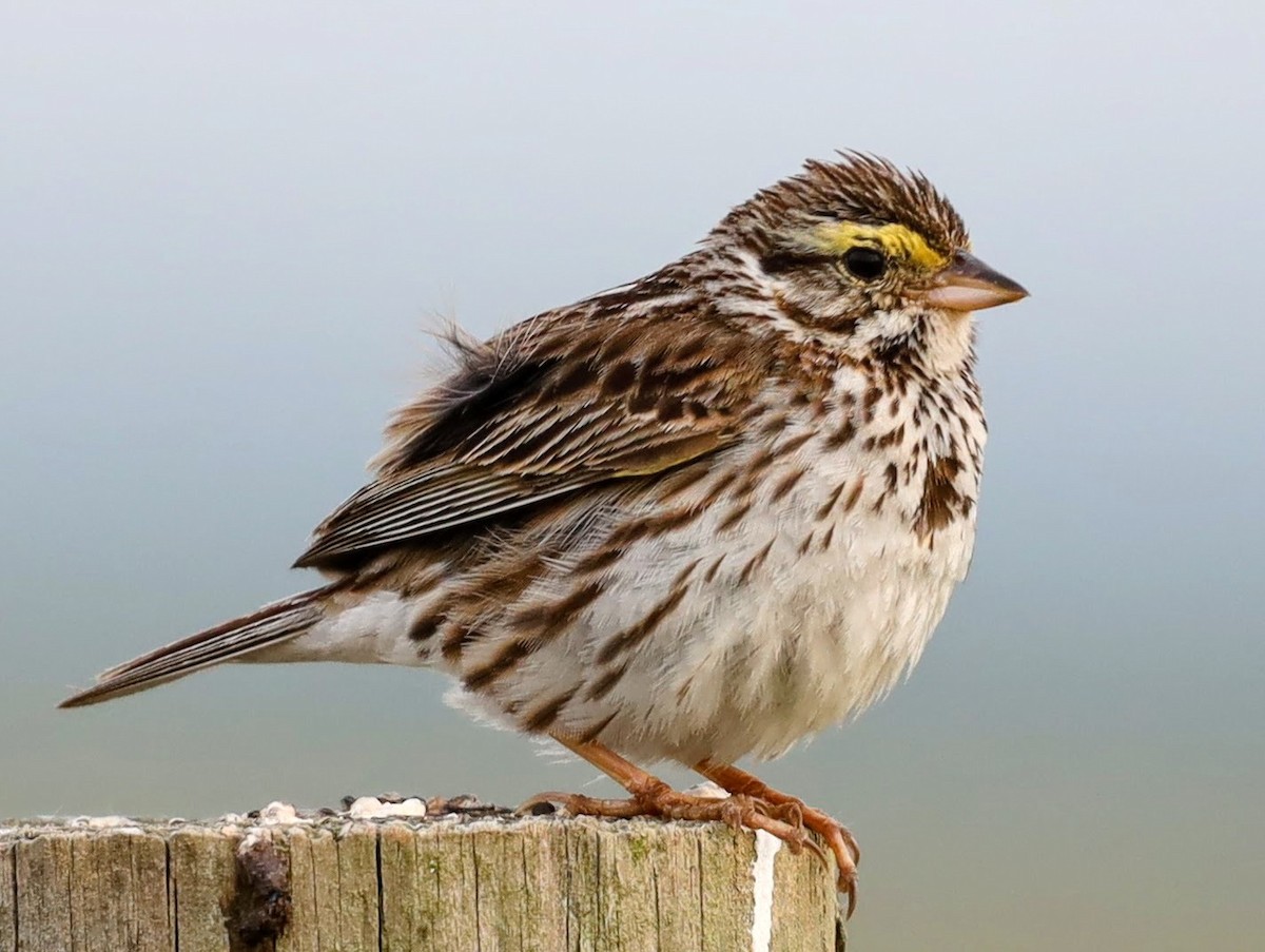 Savannah Sparrow - Josh Yoder