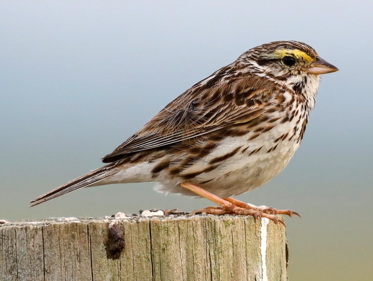 Savannah Sparrow - Josh Yoder