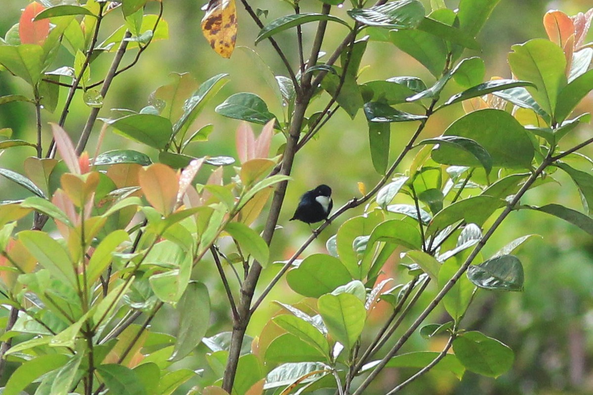 White-throated Manakin - ML585629611