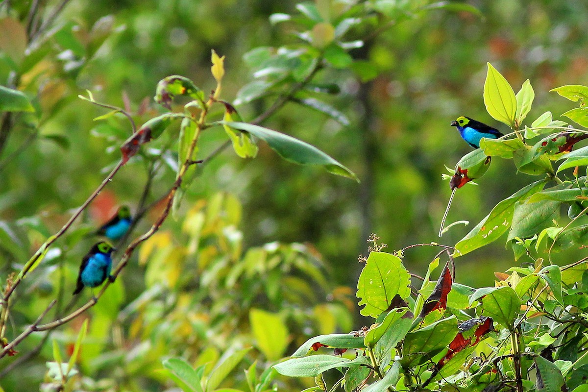 Paradise Tanager - ML585629781