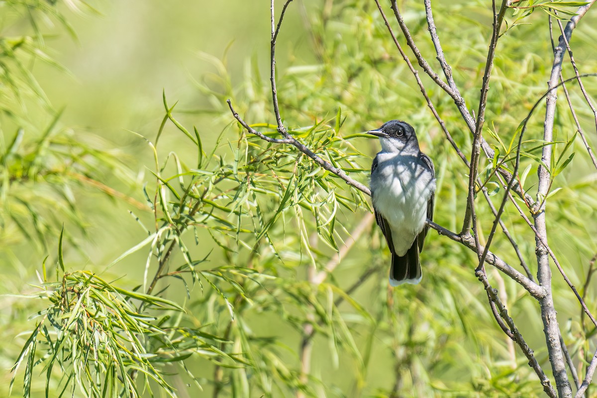 Eastern Kingbird - ML585630241