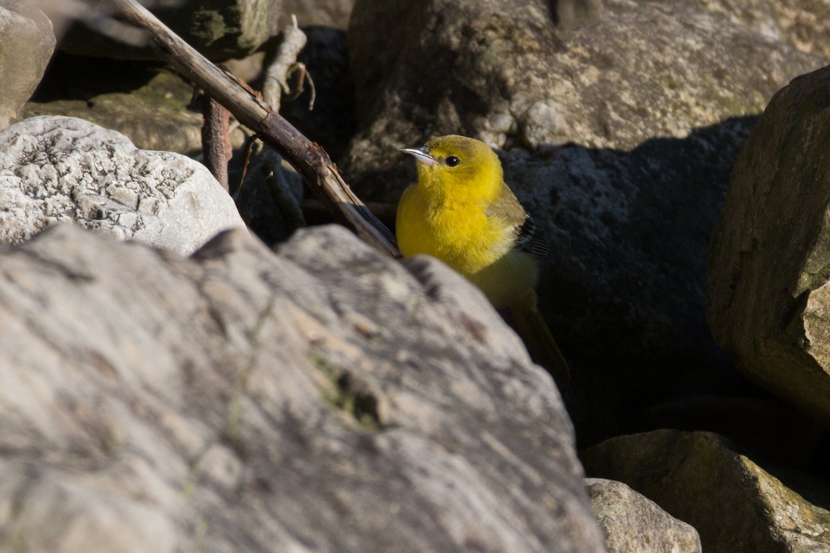 Orchard Oriole - ML58563071