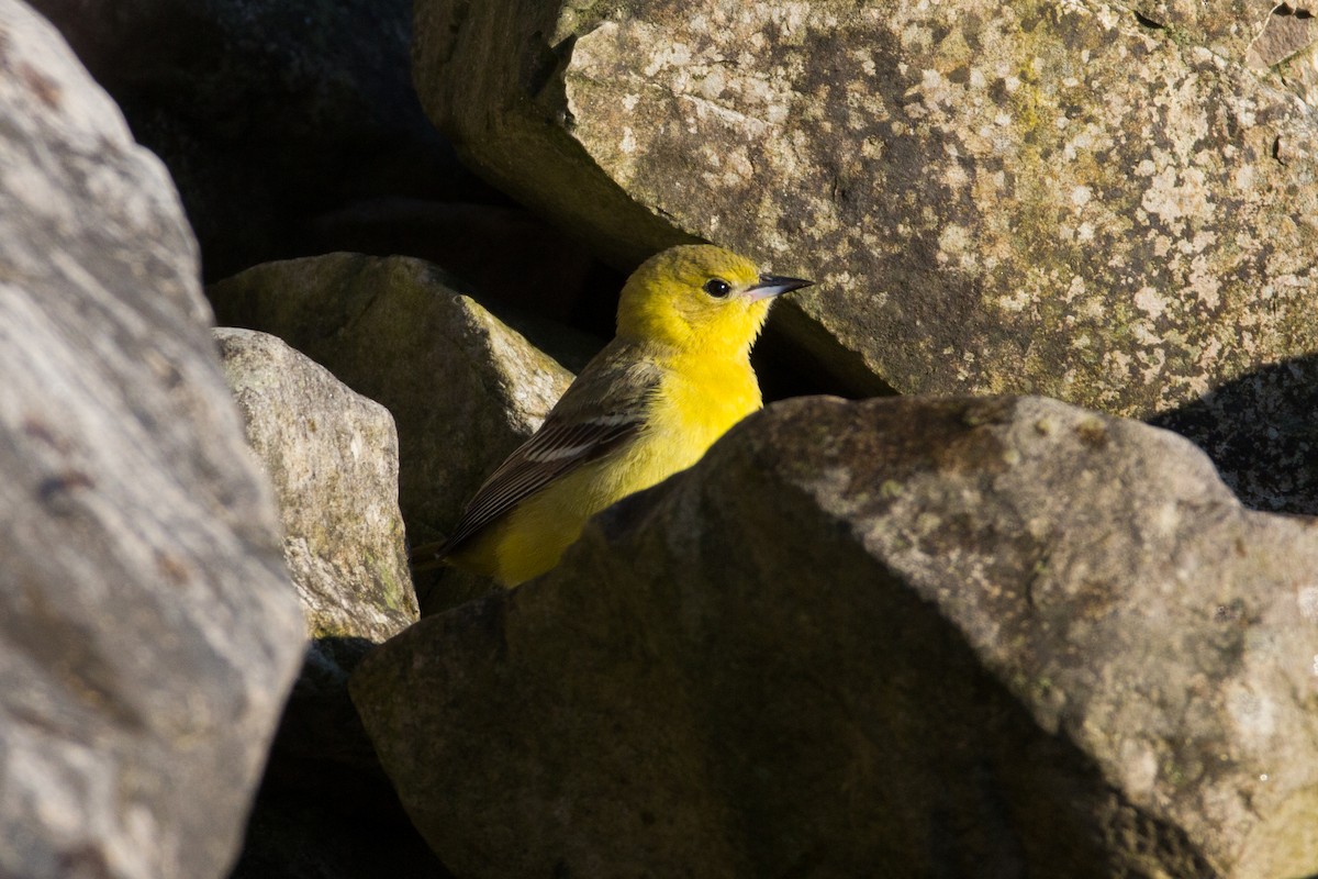 Orchard Oriole - ML58563081