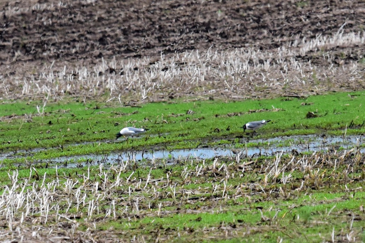 Gaviota Pipizcan - ML58563121