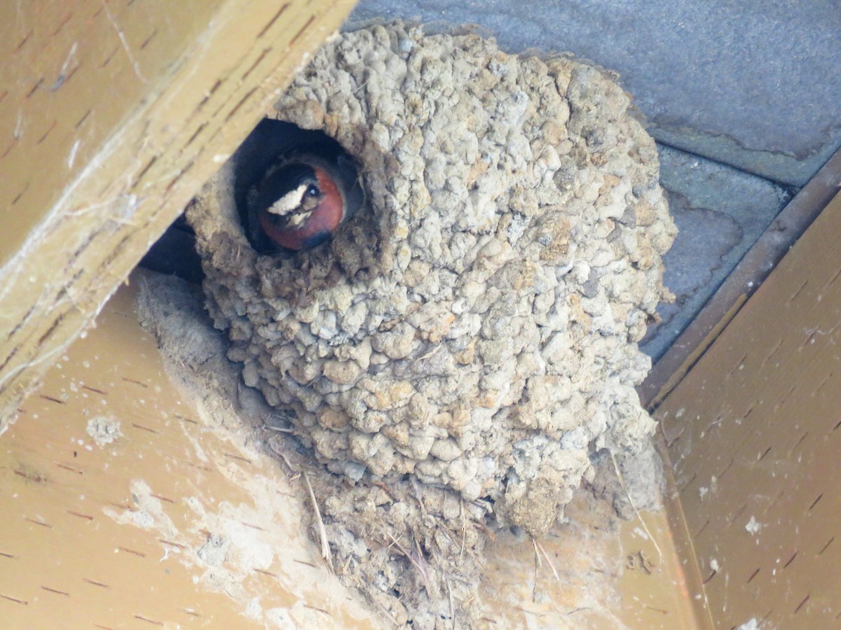 Cliff Swallow - ML585631391