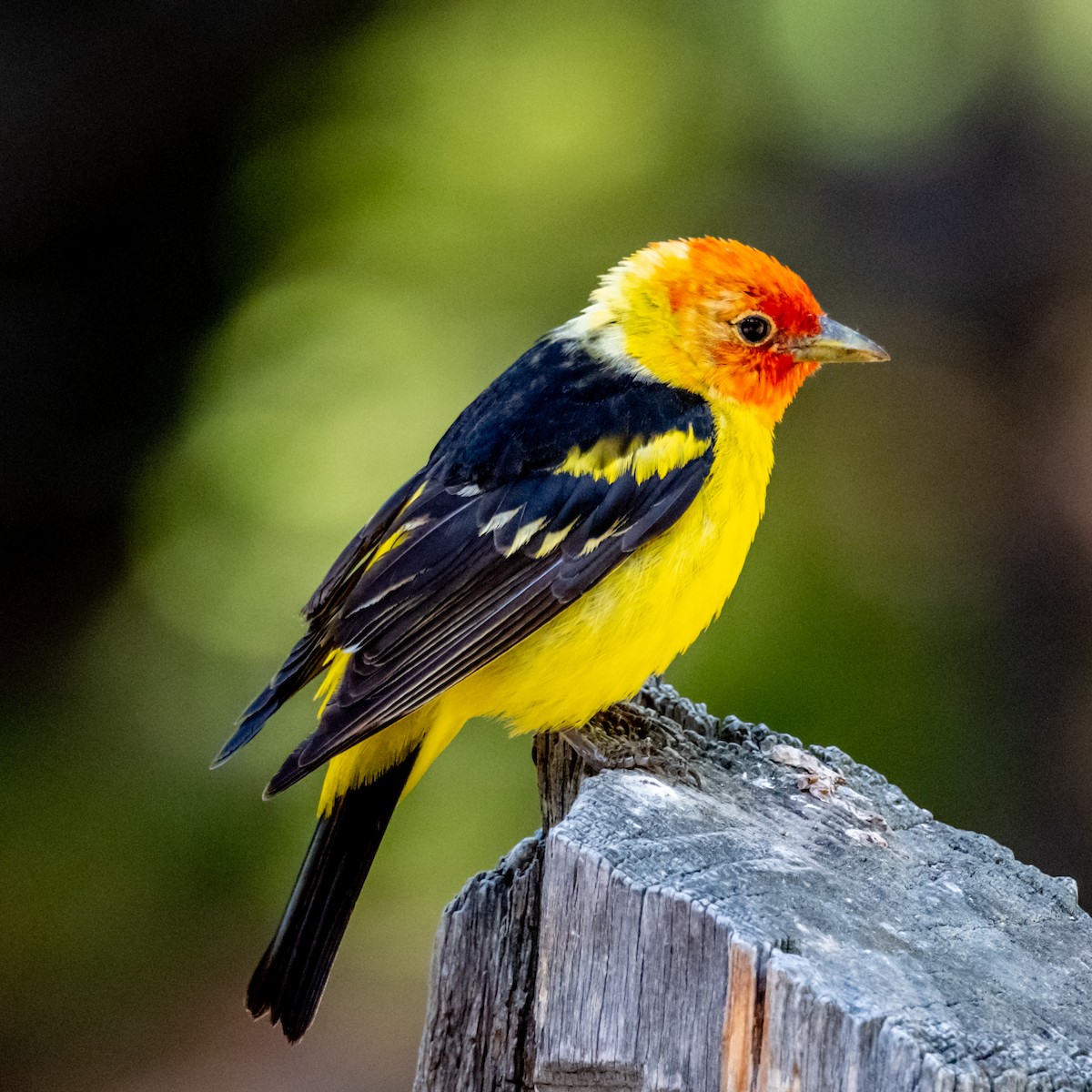 Western Tanager - ML585631731