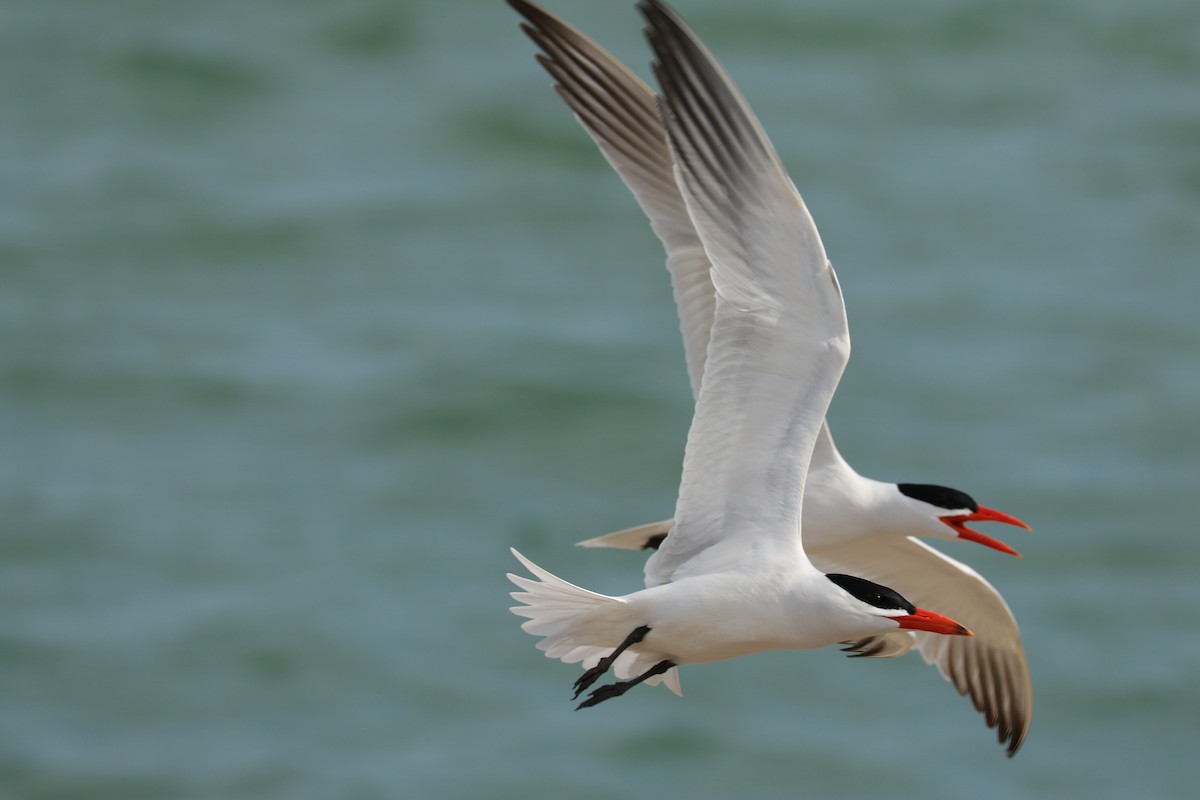 Caspian Tern - ML585633261