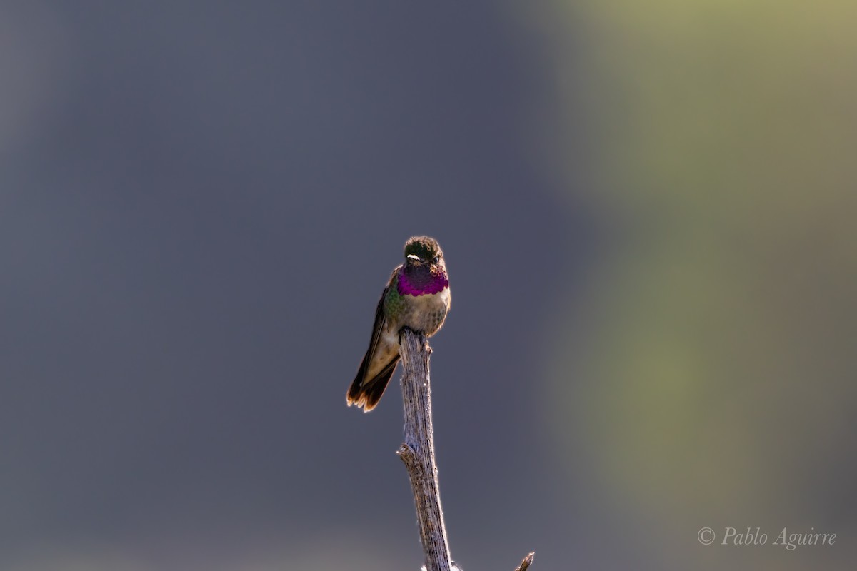 Broad-tailed Hummingbird - ML585633791