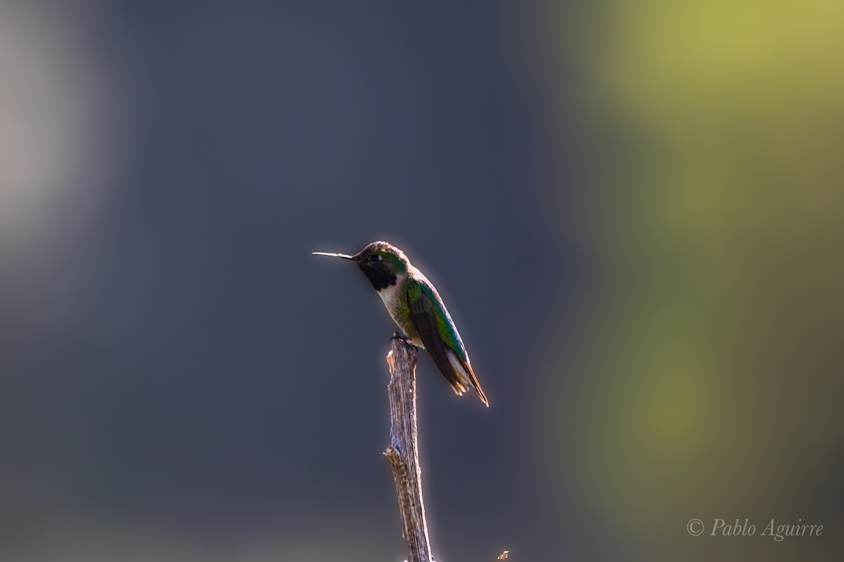 Broad-tailed Hummingbird - ML585633801