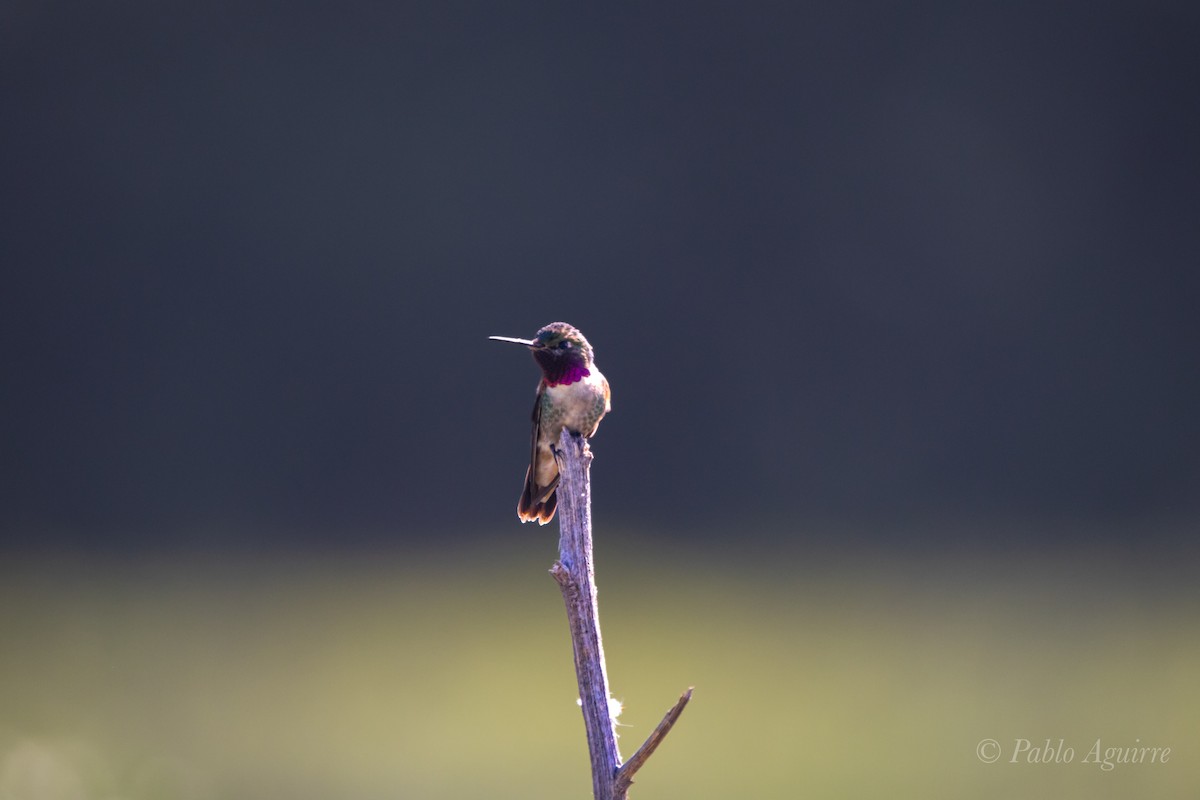 Broad-tailed Hummingbird - ML585633811