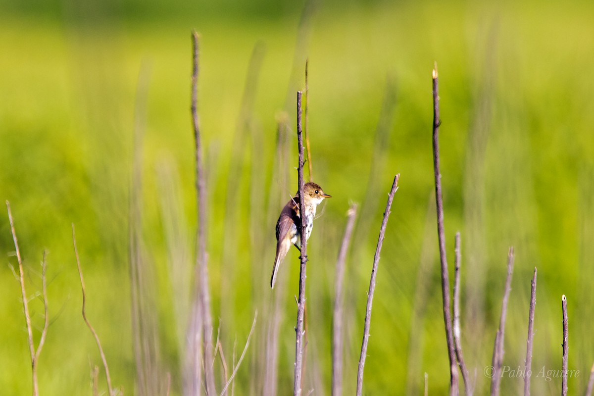 White-throated Flycatcher - ML585633871