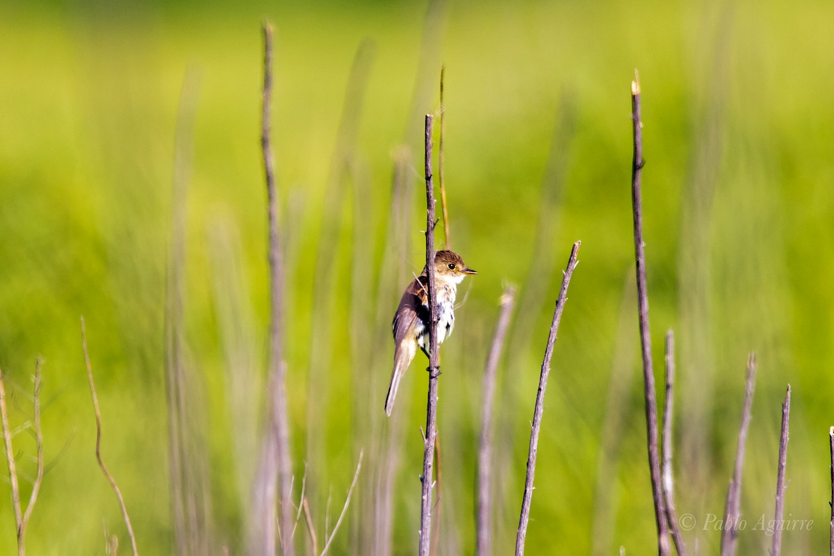 White-throated Flycatcher - ML585633881