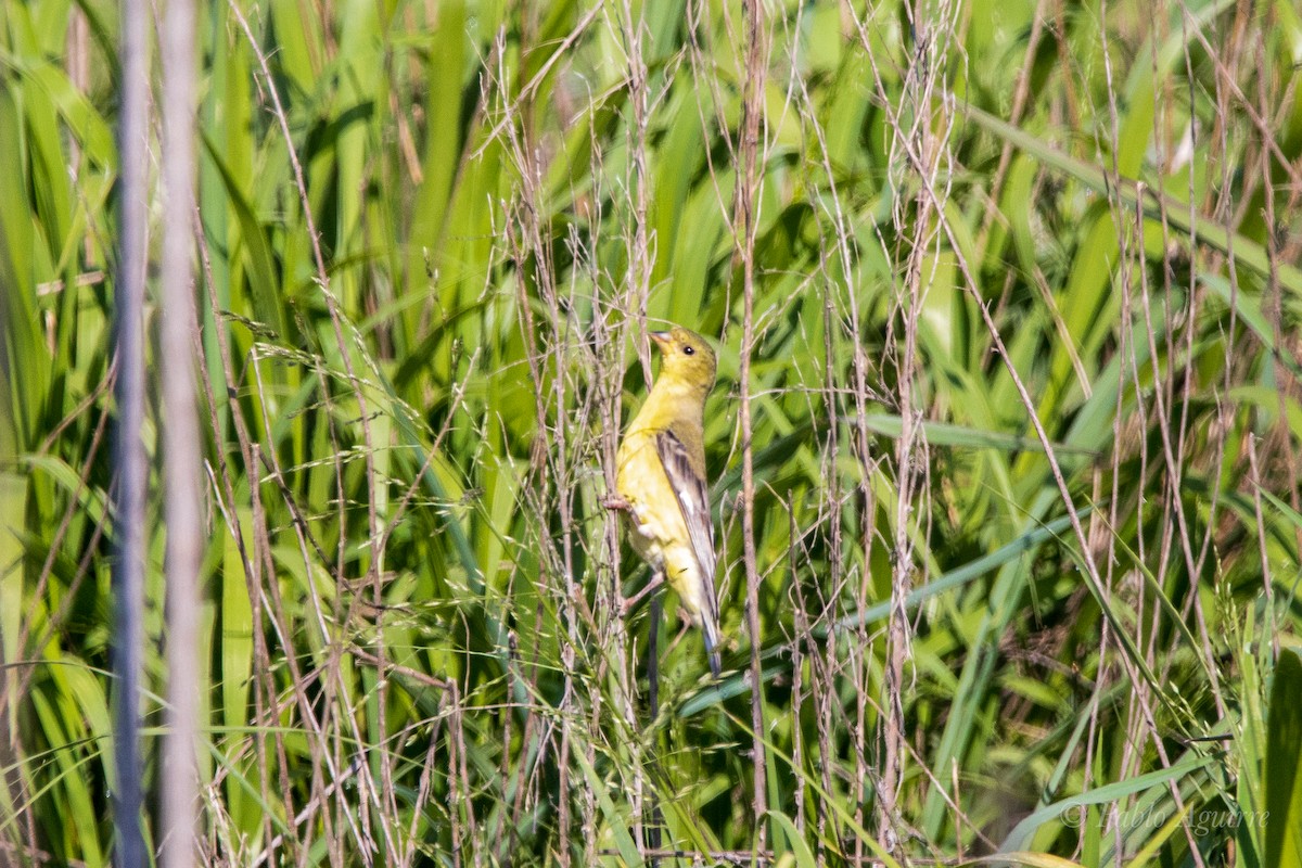 Lesser Goldfinch - ML585634031