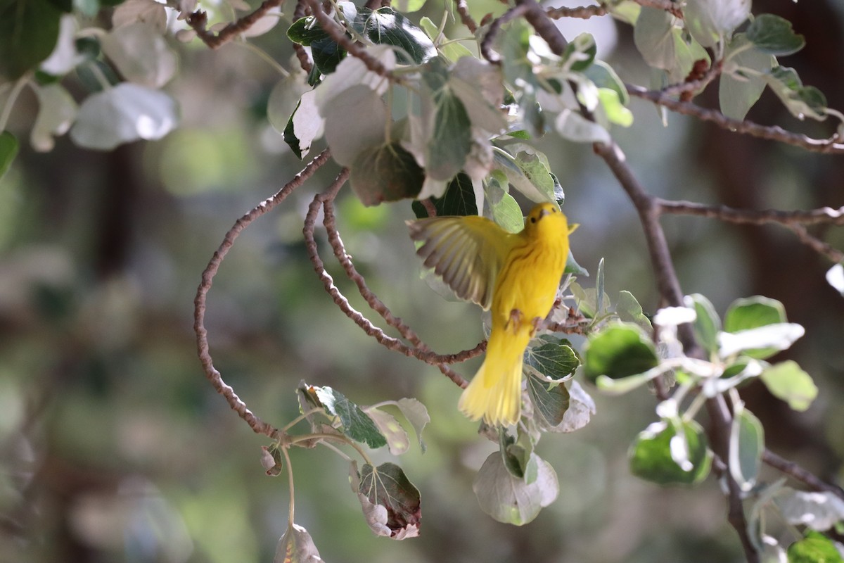 Northern Yellow Warbler - ML585634611